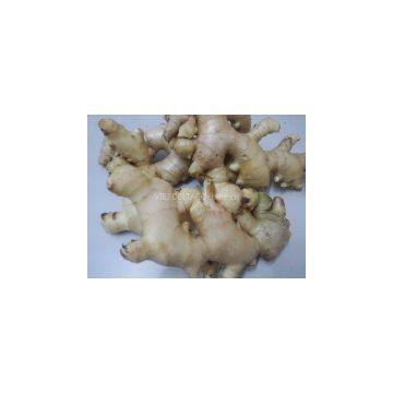 FRESH GINGER Ms Cindy, website: hoaimy.s35, Whatsapp: +84 868 704 600)