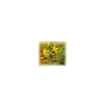 Astragalus Extract Powder
