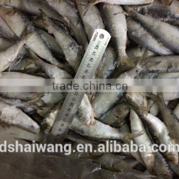 Frozen whole round sardine fish