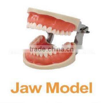 Dental jaw model/medical teeth