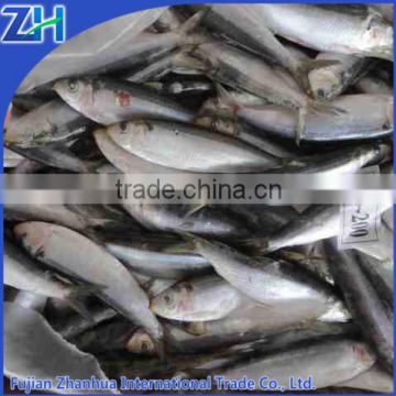 frozen sardines hgt