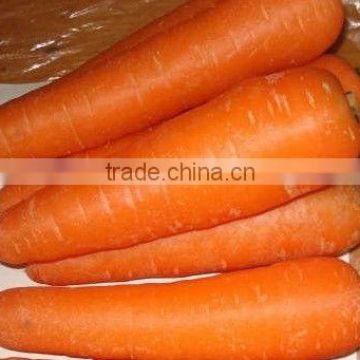 new crop carrots