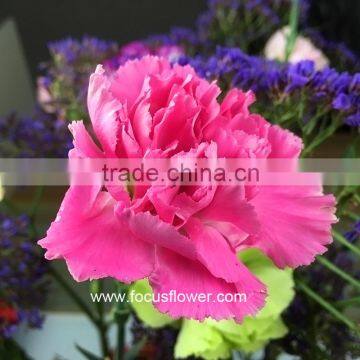 Fresh Cut Flower Buyer Purple Carnation Flower Arrangement From Kunming Superbly Carnation Flowers photo-4