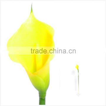 Calla Lily for Home Decor, bright yellow