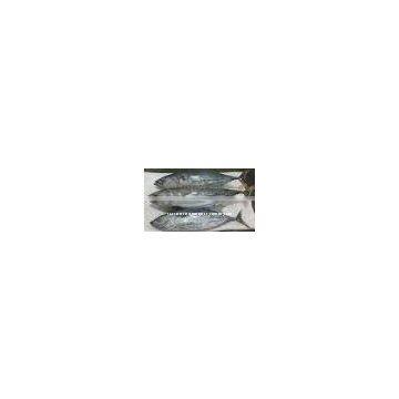 FROZEN SKIPJACK TUNA WHOLE