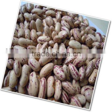 Light Speckled Kidney Beans 2010 crop American round