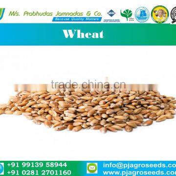 Milling Wheat