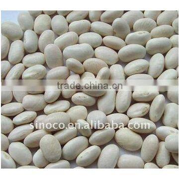 White Kidney Bean For Sale