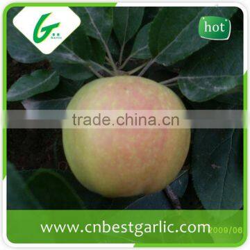 Chinese yantai fresh fruit red gala apple