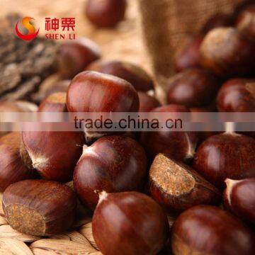 2015 Best Fresh Wholesale Chestnut photo-2