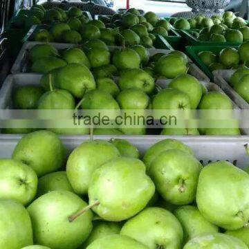 Fresh Early su Pear Juicy su Pear With Best Price for Export photo-3