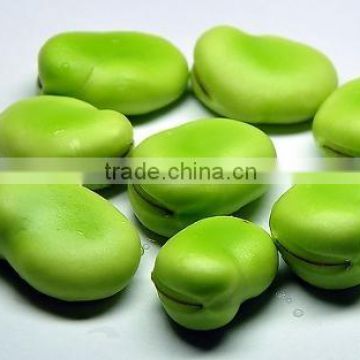 2014 New Broad bean Extract Powder, Broad bean Extract, Broad bean Protein