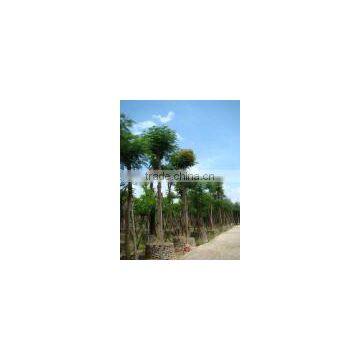 Outdoor Ornamental Landscape Blooming Plants of Delonix Regia (Boj.) Raf