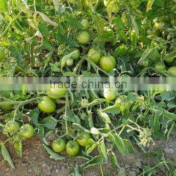ROCKY F1 Hybrid Tomato Seeds