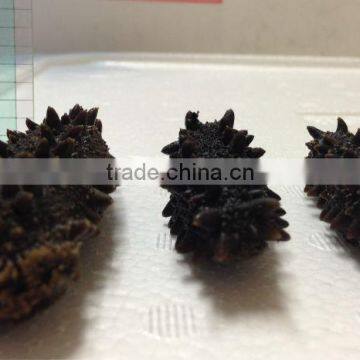 Price of Dried Sea Cucumber for Chinese Foods , Paid Sample Also Available photo-4