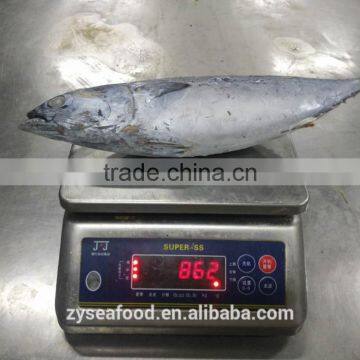 Ready Stock Land Frozen Bonito 700g up photo-4
