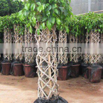 Ficus benjamina cage shape