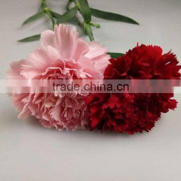 High Quality Best Price Natural Fresh Cut Carnation Flowers For Gifts & Decorations Wholesale From China