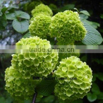 New style mixed fresh jasmine flowers silk vision flowers wholesale hydrangea fresh flower without middleman