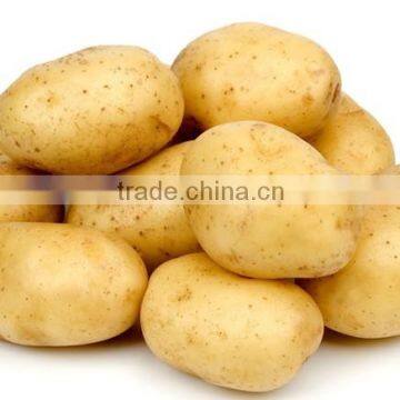 Potato Cleaning and Peeling Machine|Sweet Potato Washing Machine photo-4