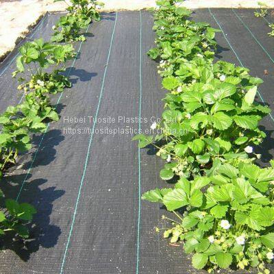 Wholesale Agriculture Weed Mat Ground Cover For Blueberry Trees Ground Cover Weeding Control Mat