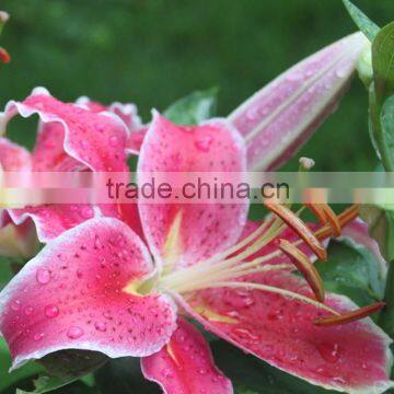 Bottom price Tiber decorative pink lilies flower