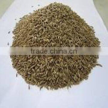 Cumin Seeds Broker