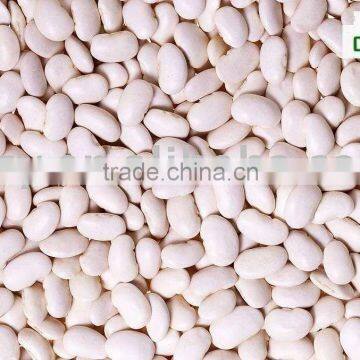 bulk white kidney dried beans wholesale