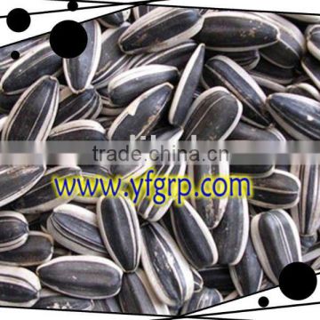 new crop sunflower seeds by roasted with high quality