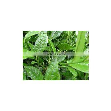 Tea Extract HDB Tea Catechin