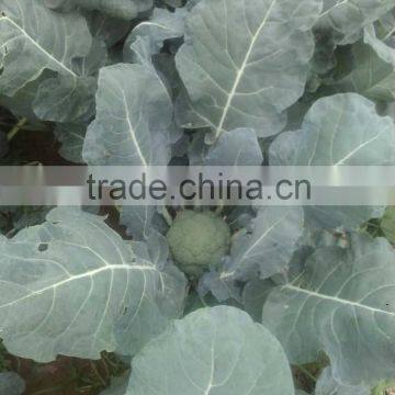 Fresh Broccoli photo-3