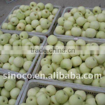 Chinese Golden Apples Fruit 20kg Ctn