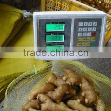 2013 crop fresh ginger