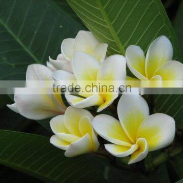 White Flowers Plumeria