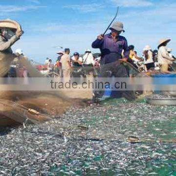 Dried Anchovy Fish photo-3