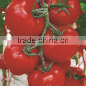 high resistance high yield hybrid F1 tomato seeds