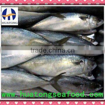 Good quality pacific mackerel frozen mackerel