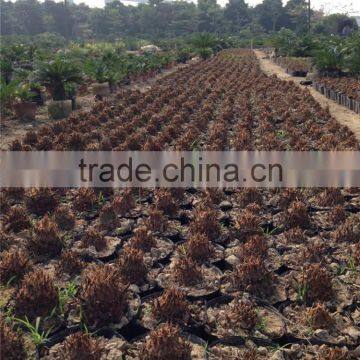 Cycas 10-12cm photo-2