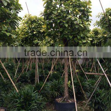 Ficus Benghalensis Variegata photo-3