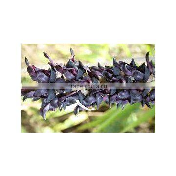 Mucuna Pruriens photo-3