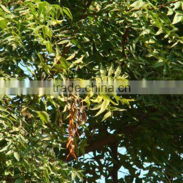 Azadiracta Indica photo-3