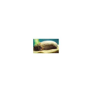 Thailand Sea Cucumbers (Dried)