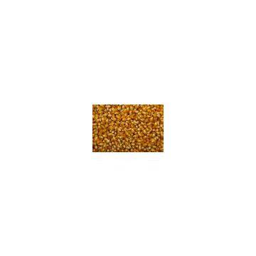Animal Feed Yellow Corn, Ukraine