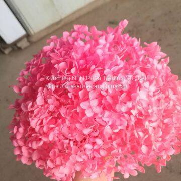 Hot Sale Natural Preserved Hydrangea Flowers for Events Decor