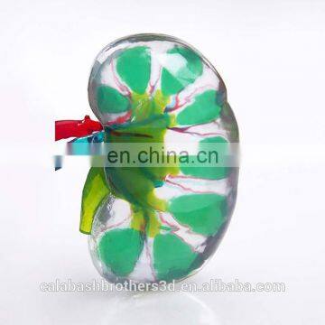 Durometer Flexible Stretchable Medical 3D Printing Digital Anatomic Model for Surgical Training photo-3