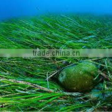 Herbal Spirulina Powder Good Quality photo-2