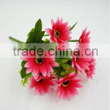 colorful chrysanthemum flower from China