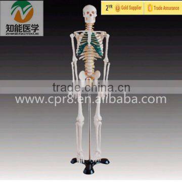 Anatomy Full Body Anatomical Skeleton with Spinal Nerve 85CM