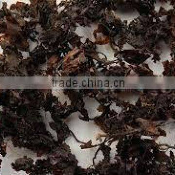 SARGASSUM IN VIETNAM WITH BEST PRICE