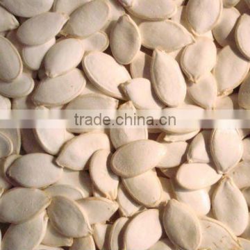 new crop Snow White Pumpkin Seeds 13cm per 10pcs